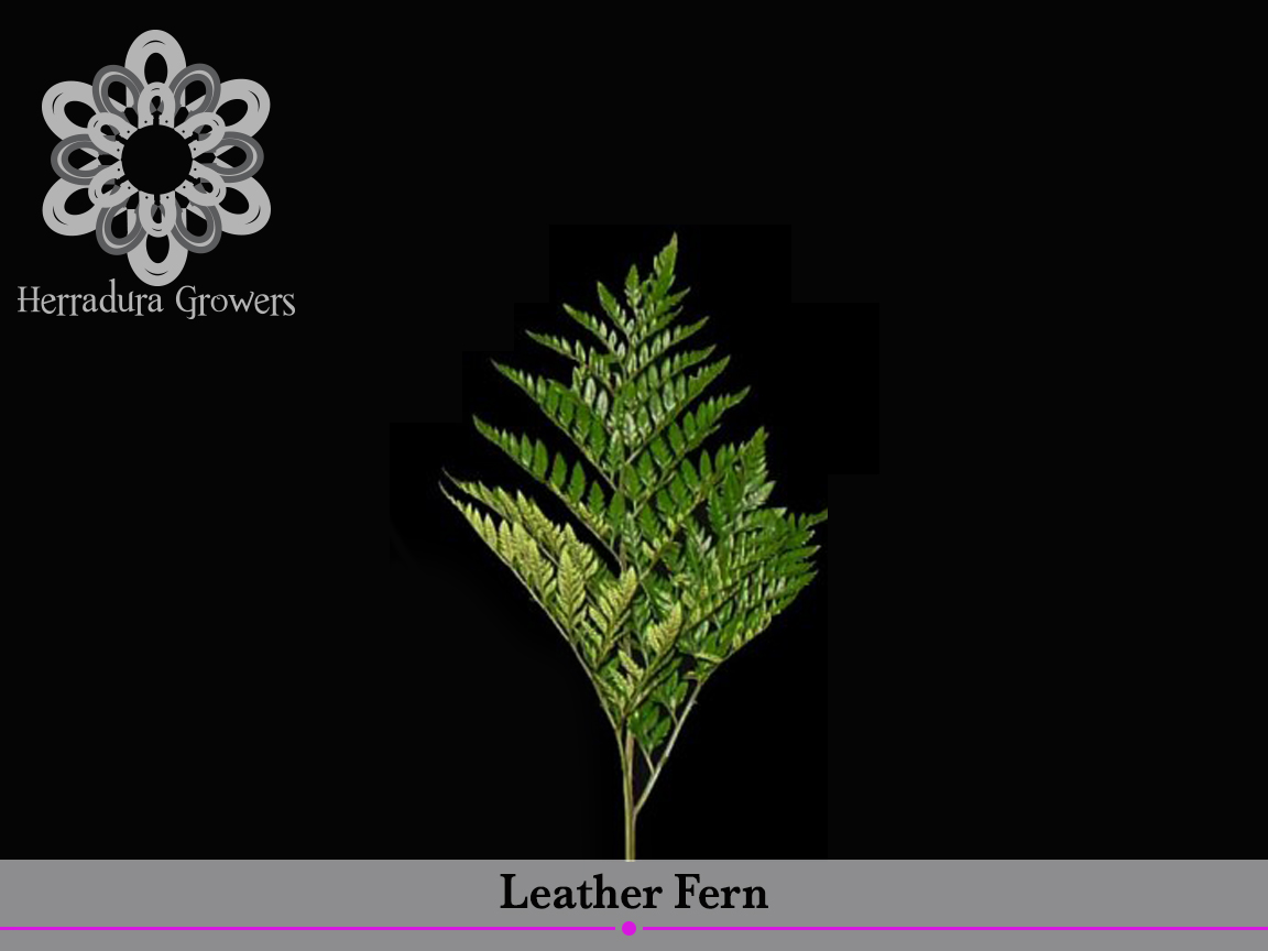 Leather Fern.jpg